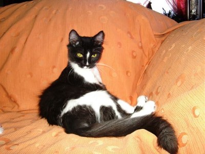 ../Images/Neelix, der kleine Prinz....jpg
